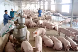 Giá heo hơi hôm nay (8/5): Ổn định quanh mức giá 90.000 đồng/kg