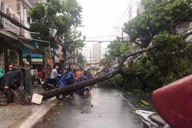 Cây xanh bật gốc, đường phố ngập sâu sau trận mưa dông lớn ở TP. HCM