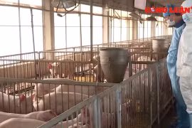 Lần đầu tiên Việt Nam nhập khẩu lợn sống để hạ giá lợn hơi trong nước