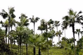 Phú Thọ đề nghị trồng cây cọ hai bên đường cao tốc Nội Bài - Lào Cai