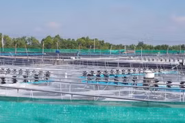 Bạc Liêu đầu tư 3.000 tỷ đồng phát triển công nghiệp nuôi tôm