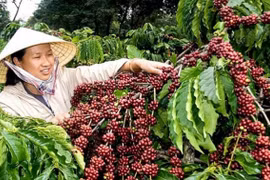 Giá cà phê hôm nay (30/8): Tăng mạnh 500 đồng/kg phiên cuối tuần