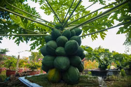 Ngỡ ngàng đu đủ 'bonsai' chi chít trên cây, có giá vài chục triệu đồng
