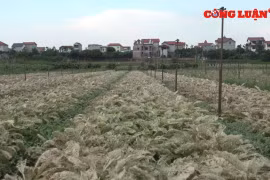 Hà Nội: Rau xanh bạc trắng vì sâu bệnh