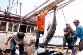 Khắc phục các tồn tại, hạn chế trong chống khai thác hải sản bất hợp pháp