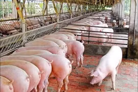 Giá heo hơi hôm nay 21/7: Biến động từ 1.000 - 3.000 đồng/kg