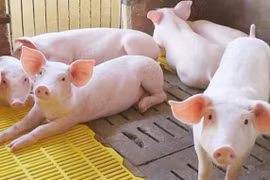 Giá heo hơi 14/10: Tiếp tục 'lao dốc' trên cả ba miền