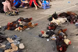 Triệt phá trường gà, bắt 42 đối tượng đang say sưa đánh bạc