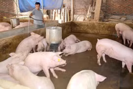 Giá heo hơi hôm nay (1/5): Vẫn neo ở mức cao 90.000 đồng/kg