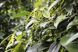 Giá hồ tiêu hôm nay (19/8): Không nhiều biến động, cao nhất 49.500 đồng/kg