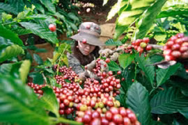 Giá cà phê hôm nay (19/8): Tăng thêm 400 đồng/kg