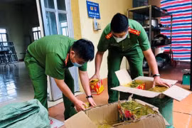 Vận chuyển hàng trăm kg pháo nổ, thấy công an liền nhảy xuống xe bỏ chạy