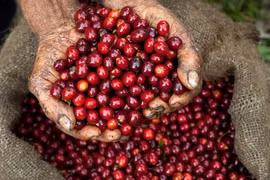 Giá cà phê hôm nay (7/9): Không nhiều biến động phiên đầu tuần