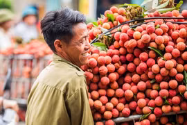 Hoa quả Việt Nam chinh phục các thị trường 'khó tính'