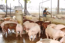 Giá heo hơi hôm nay 30/10: Đồng loạt tăng 2.000 đồng/kg ở nhiều địa phương