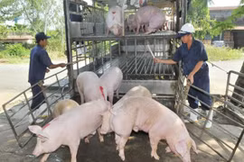 Doanh nghiệp đua nhau nhập lợn hơi Thái Lan về giết mổ