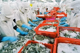 Xuất khẩu tôm của Việt Nam vào châu Âu tăng mạnh