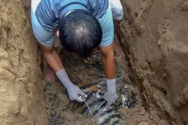 Indonesia: Phát hiện xác hổ Sumatra quý hiếm chết do bị đầu độc
