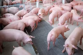 Giá heo hơi ngày 11/9: Vẫn duy trì đà tăng, cao nhất 81.000 đồng/kg