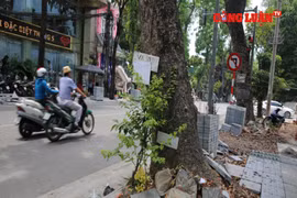 Hà Nội: Dự án cải tạo vỉa hè đang làm ảnh hưởng đến cây xanh?