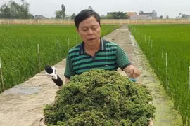 Nhà báo Sỹ Khỏe: Nhà báo của người nông dân