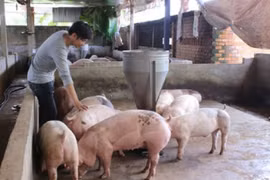 Giá heo hơi hôm nay 21/5: Tiếp tục duy trì ở mốc cao xung quanh 100.000 đồng/kg
