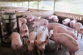 Giá heo hơi hôm nay 10/7: Miền Bắc rời đỉnh 93.000 đồng/kg, miền Trung - Tây Nguyên tăng trở lại