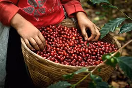 Giá cà phê hôm nay 10/7 tiếp tục tăng nhẹ, hồ tiêu 'mất thêm' 1.000 đồng/kg