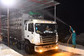 Ngăn chặn hoạt động buôn lậu trái phép lợn và các sản phấm thịt lợn qua biên giới
