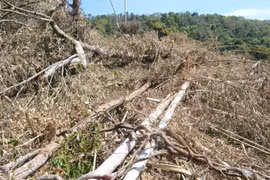 Thanh tra Chính phủ yêu cầu công an điều tra sai phạm trong quản lý, bảo vệ rừng tại Đắk Nông