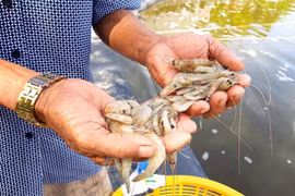 Trà Vinh: Tôm chết hàng loạt vì nắng nóng, nhiều hộ nuôi ngồi trên đống lửa
