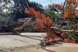 TP.HCM yêu cầu không chặt cây lâu năm trong trường học bừa bãi