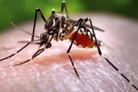 Dấu hiệu nhận biết và cách phòng bệnh do Virus Zika