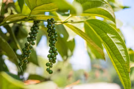 Giá hồ tiêu hôm nay (28/8): Đi ngang quanh mốc 50.000 đồng/kg
