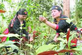 Thuốc Nam ngày càng được người Việt tin dùng và lựa chọn để chữa bệnh