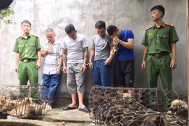 Mang theo súng, kiếm, trộm nửa tấn chó mỗi đêm, nhóm ‘cẩu tặc’ bị bắt giữ