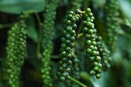 Giá hồ tiêu hôm nay (29/8): 'Bất động' quanh mốc 50.000 đồng/kg
