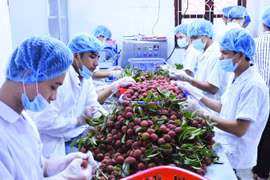 Xây dựng chuỗi liên kết giá trị: Bài học từ cây vải Bắc Giang