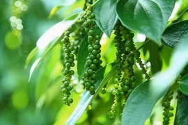 Giá hồ tiêu hôm nay (18/8): Đi ngang, dao động từ 47.000 - 49.500 đồng/kg