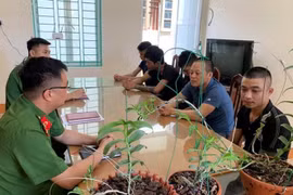 Thổi giá, rửa tiền từ việc mua bán hoa lan tiền tỷ