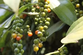 Giá hồ tiêu hôm nay 9/10: Đi ngang, giữ mức giá cao nhất 51.000 đồng/kg