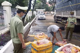 Đắk Lắk: Bắt giữ 3 tạ thịt lợn phân hủy hôi thối trên đường đi tiêu thụ