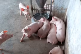 Giá heo hơi hôm nay (4/5): Bất ngờ quay đầu tăng mạnh