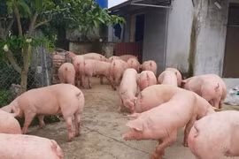 Giá heo hơi hôm nay 8/6: Tiếp tục đà đi xuống, có nơi về mức 90.000 đồng/kg