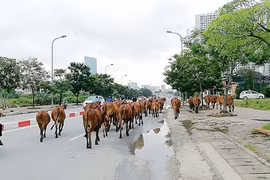 Hà Nội cấm chăn nuôi gia súc, gia cầm trong đô thị