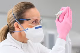 Các nhà khoa học sử dụng chuột biến đổi gen để nghiên cứu Covid-19