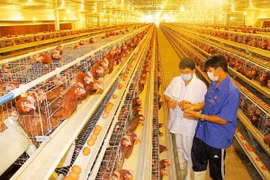 Ngành chăn nuôi phấn đấu tăng trưởng 4-5%/năm, giai đoạn 2021-2025