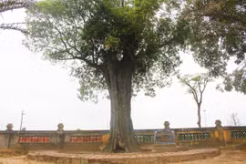 Những ‘cây thiêng’ trong Khu Di tích Đại thi hào Nguyễn Du