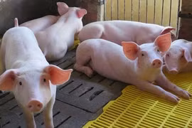 Giá heo hơi hôm nay 30/11: Miền Nam tăng giá, cao nhất 72.000 đồng/kg