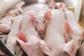 Giá heo hơi hôm nay (5/9): Ổn định giá phiên cuối tuần ở mức 74.000-80.000 đồng/kg